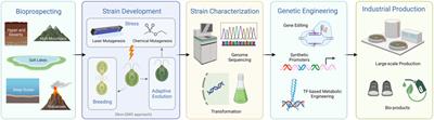 Harnessing genetic engineering to drive economic bioproduct production in algae